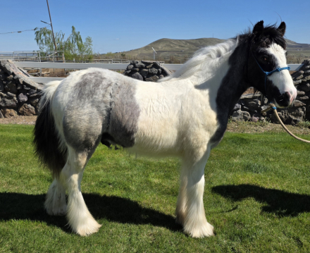 HorseID: 2305242 Brookshire Archer - PhotoID: 1096098