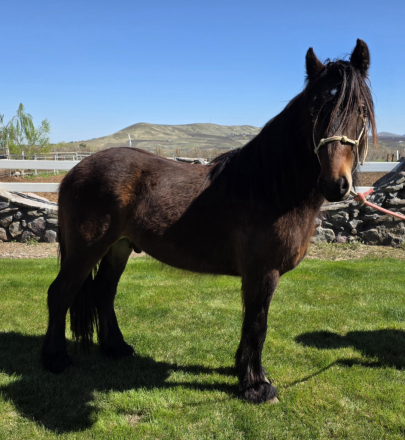 HorseID: 2305243 Brookshire Regulus - PhotoID: 1096099