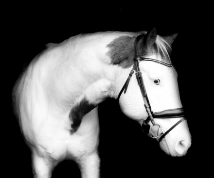 HorseID: 2305301 Nacona - PhotoID: 1096467