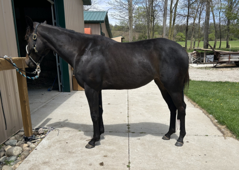 HorseID: 2305350 MM IMA FAB SIX MOON - PhotoID: 1096590