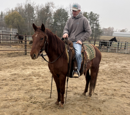 HorseID: 2305501 Oh Boy - PhotoID: 1096594