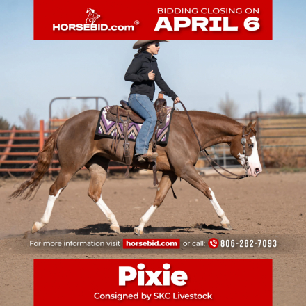 HorseID: 2305572 A Brown Eyed Girl - PhotoID: 1089051