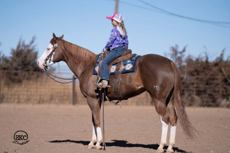 HorseID: 2305572 A Brown Eyed Girl - PhotoID: 1089052