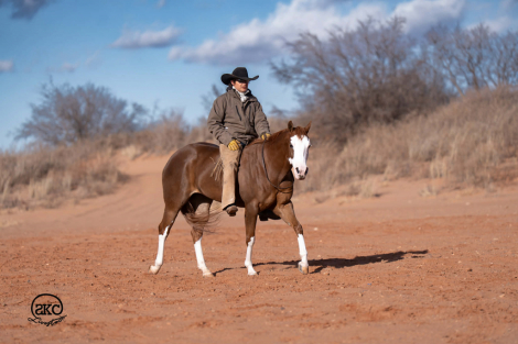 HorseID: 2305572 A Brown Eyed Girl - PhotoID: 1089053
