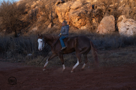 HorseID: 2305572 A Brown Eyed Girl - PhotoID: 1089055