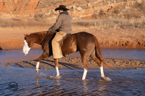 HorseID: 2305572 A Brown Eyed Girl - PhotoID: 1089056