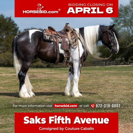 HorseID: 2305574 Saks Fifth Avenue - PhotoID: 1089057