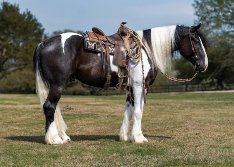 HorseID: 2305574 Saks Fifth Avenue - PhotoID: 1089058