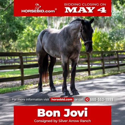 HorseID: 2305574 Bon Jovi - PhotoID: 1089057