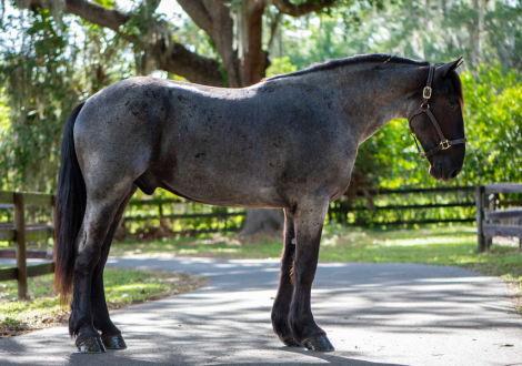 HorseID: 2305574 Bon Jovi - PhotoID: 1089058