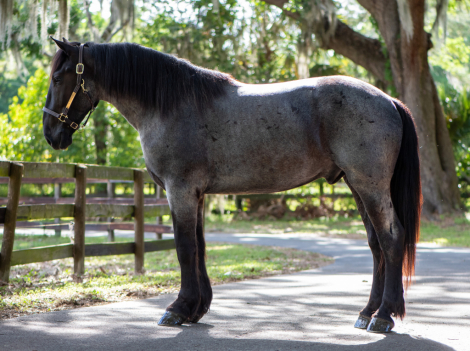 HorseID: 2305574 Bon Jovi - PhotoID: 1097175