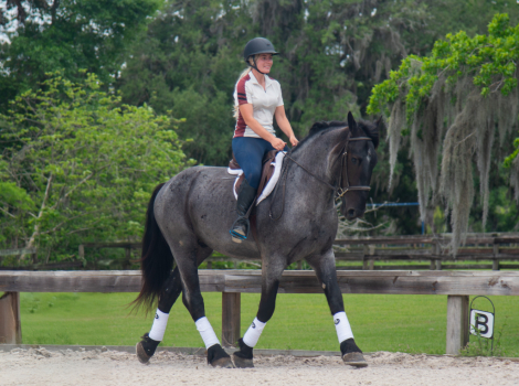 HorseID: 2305574 Bon Jovi - PhotoID: 1097177