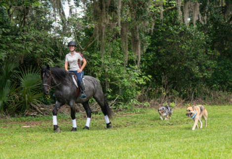 HorseID: 2305574 Bon Jovi - PhotoID: 1097178