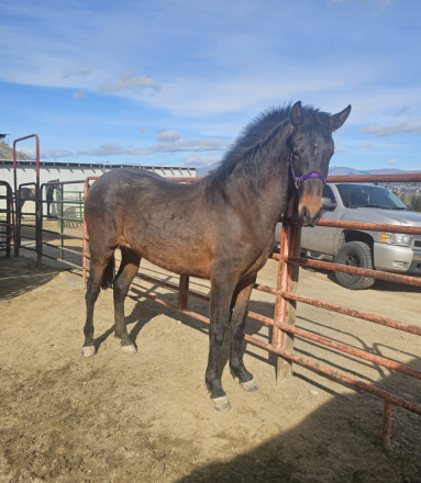 HorseID: 2305678 Duquesa_AJ - PhotoID: 1095840