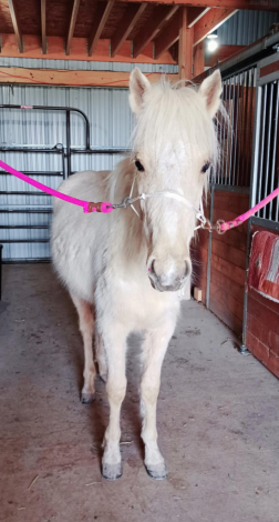 HorseID: 2306076 Demelza - PhotoID: 1089696