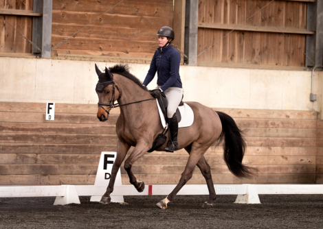 HorseID: 2306111 Matsoe JDV - PhotoID: 1089720