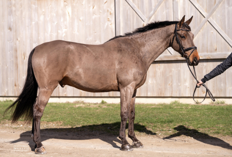 HorseID: 2306111 Matsoe JDV - PhotoID: 1089722