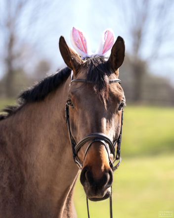 HorseID: 2306111 Matsoe JDV - PhotoID: 1089723