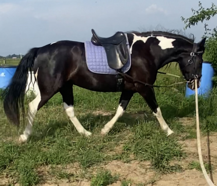 HorseID: 2306526 Kora - PhotoID: 1090244