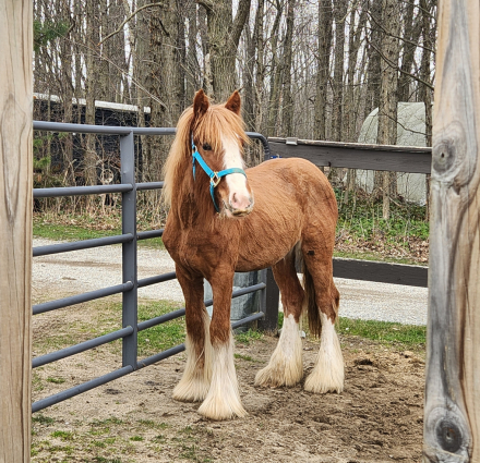 HorseID: 2306586 JFF Maybe it's Maybelline - PhotoID: 1090315