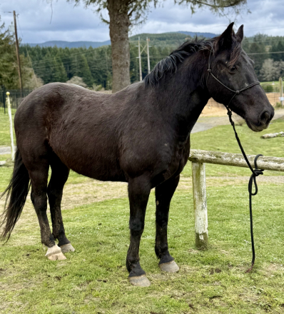 HorseID: 2306593 Sarge - PhotoID: 1095673