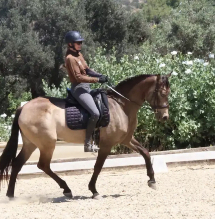 HorseID: 2306717 Scout - PhotoID: 1097164