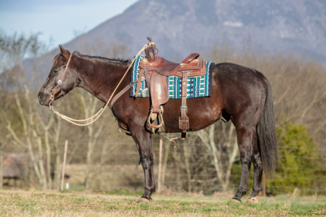 HorseID: 2306887 DRIFTNHANCOCKCOWBOY - PhotoID: 1095940