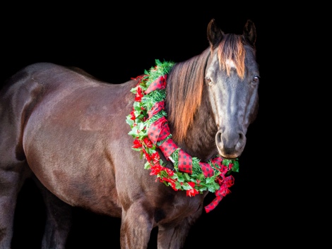 HorseID: 2306887 DRIFTNHANCOCKCOWBOY - PhotoID: 1095941