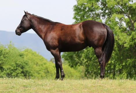 HorseID: 2306887 DRIFTNHANCOCKCOWBOY - PhotoID: 1095942