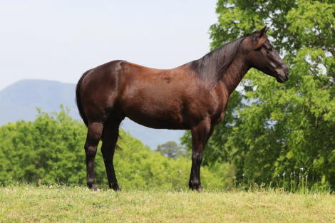 HorseID: 2306887 DRIFTNHANCOCKCOWBOY - PhotoID: 1095943