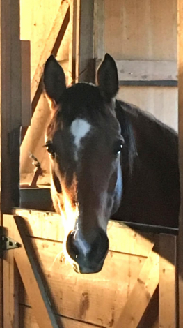 HorseID: 2306907 Sweet Liberty - PhotoID: 1091752