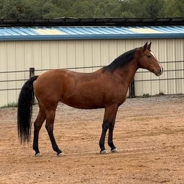 HorseID: 2306907 Sweet Liberty - PhotoID: 1091753