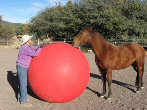 HorseID: 2306907 Sweet Liberty - PhotoID: 1091754