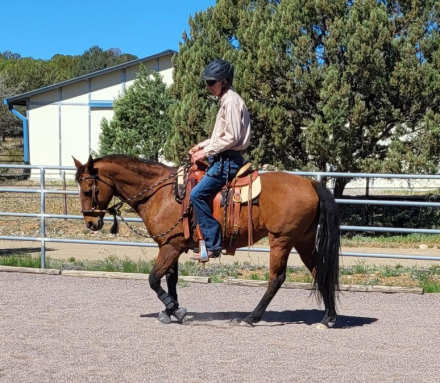 HorseID: 2306907 Sweet Liberty - PhotoID: 1091755