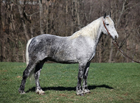 HorseID: 2306932 ALL SMOKED OUT - PhotoID: 1090730