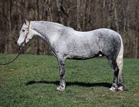 HorseID: 2306932 ALL SMOKED OUT - PhotoID: 1090731