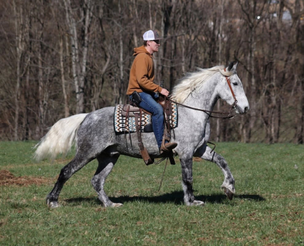 HorseID: 2306932 ALL SMOKED OUT - PhotoID: 1090732