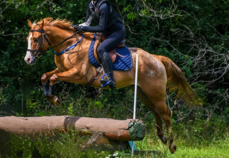 HorseID: 2306932 MULLIGAN - PhotoID: 1090730