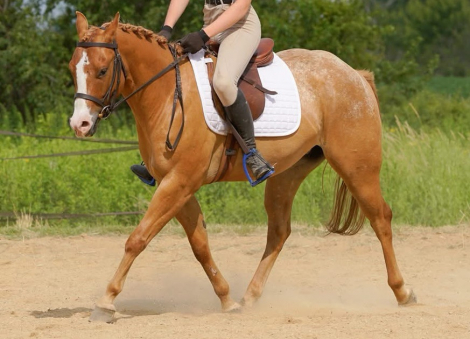HorseID: 2306932 MULLIGAN - PhotoID: 1090731