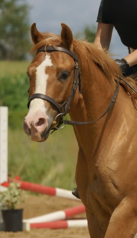 HorseID: 2306932 MULLIGAN - PhotoID: 1090732