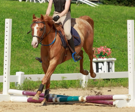 HorseID: 2306932 MULLIGAN - PhotoID: 1090733