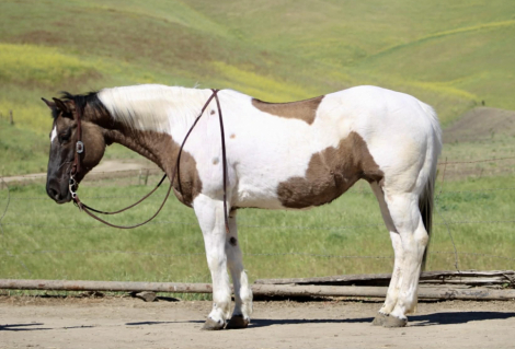 HorseID: 2306933 SAGE - PhotoID: 1090735