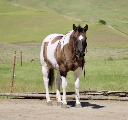 HorseID: 2306933 SAGE - PhotoID: 1090736
