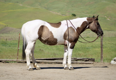 HorseID: 2306933 SAGE - PhotoID: 1090737