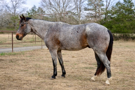 HorseID: 2306934 POCO - PhotoID: 1090738