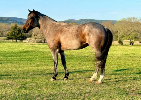 HorseID: 2306934 POCO - PhotoID: 1090740