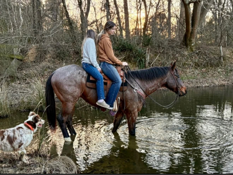 HorseID: 2306934 POCO - PhotoID: 1090741