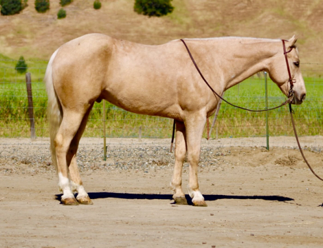 HorseID: 2306937 AGENT - PhotoID: 1090746