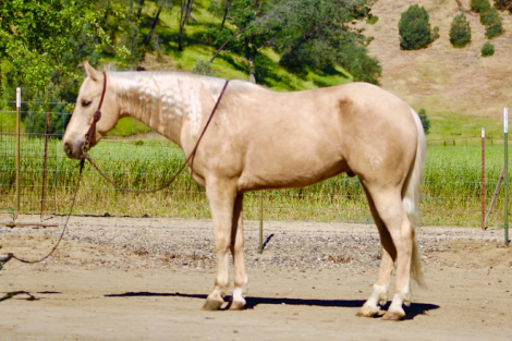 HorseID: 2306937 AGENT - PhotoID: 1090747