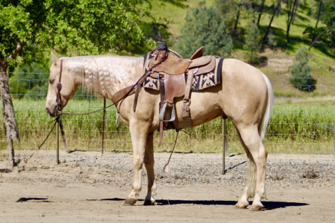 HorseID: 2306937 AGENT - PhotoID: 1090748